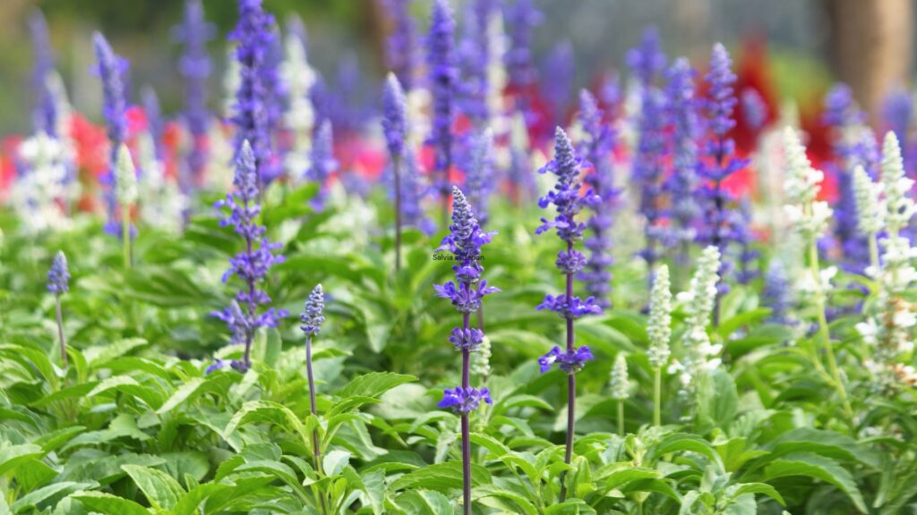 Salvia in Japan What are Salvias