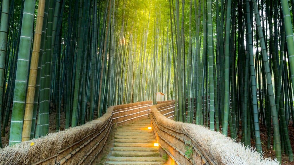 Kyoto Bamboo Forest Arashiyama Cherry Blossom