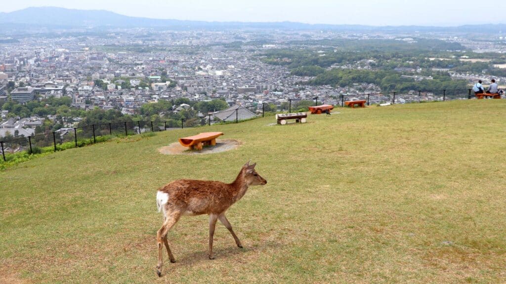 Mt. Wakakusa Nara Park