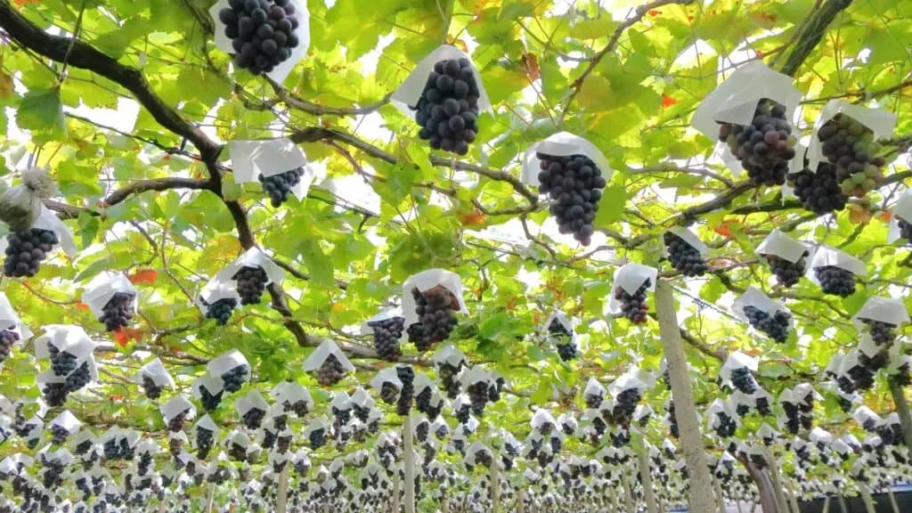Top 10 Wineries in Japan Featured Image