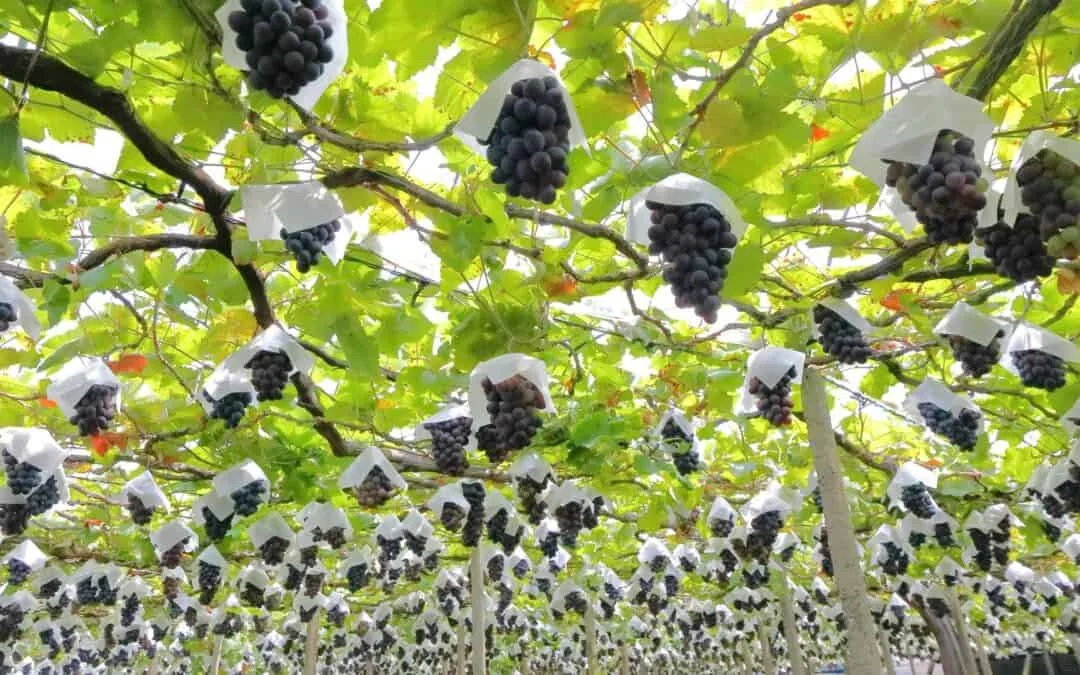 Top 9 Wineries in Japan for Remarkable Wine Tasting Experiences