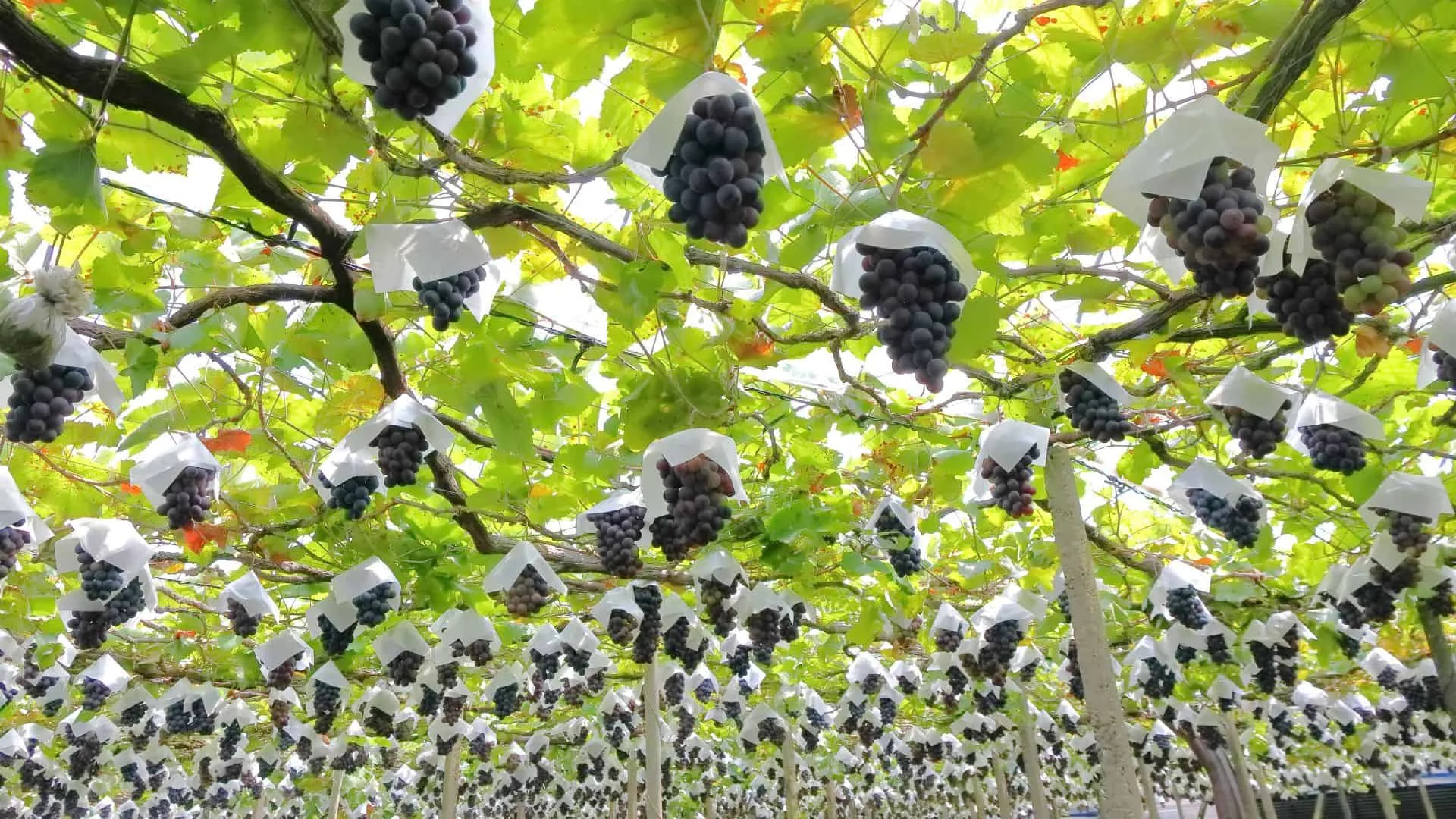 Top 10 Wineries in Japan Featured Image