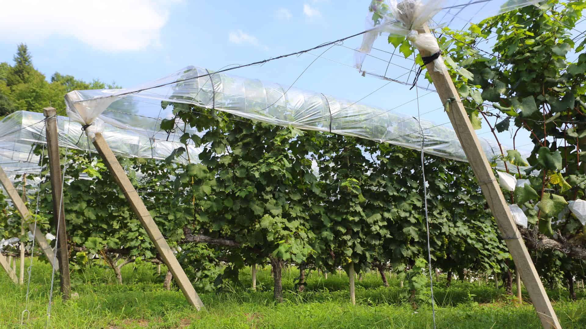 Top 10 Wineries in Japan Final Thoughts Top 10 Wineries in Japan Final Thoughts