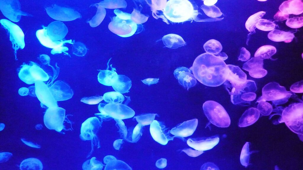What to do on a rainy day in Tokyo: Sumida Aquarium