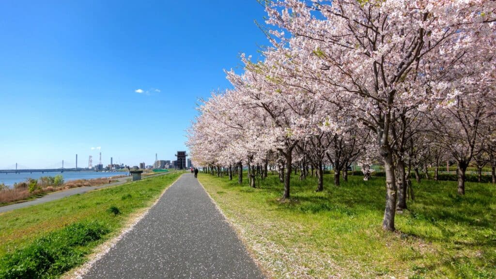 10 best spots to see Kawazu Komatsugawa Senbonzakura