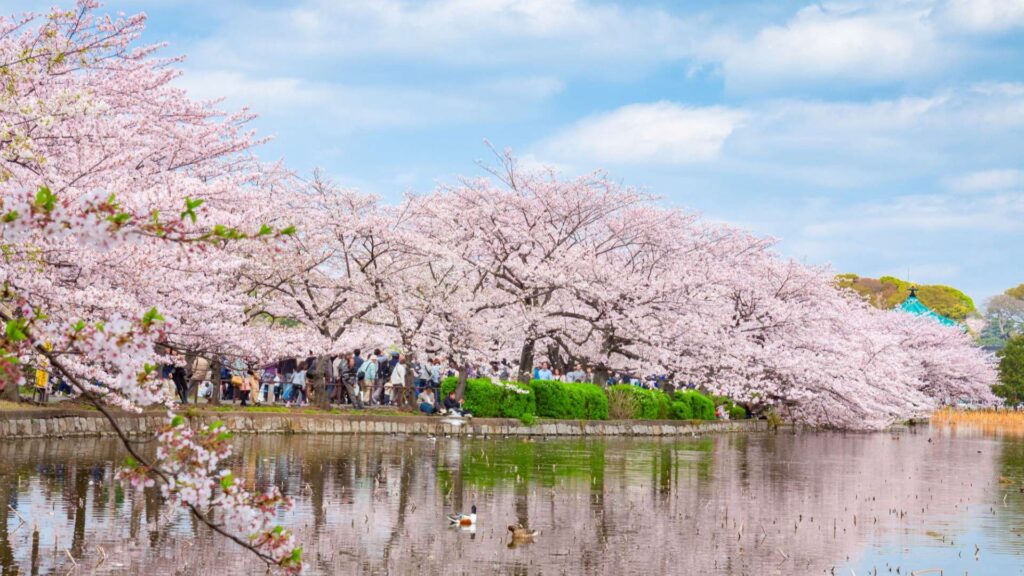 10 best spots to see Kawazu Ueno Onshi Park