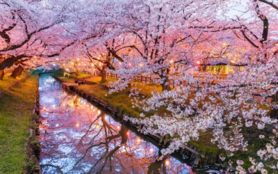 3-day Tokyo Itinerary featuring Sakura Cherry Blossoms