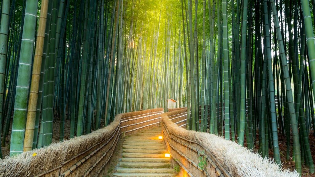7-day Japan Itinerary Arashiyama Bamboo Forest