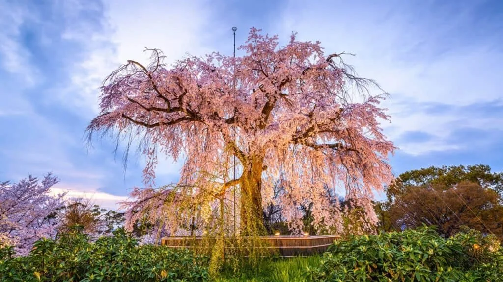 7-day Japan Itinerary Maruyama Park