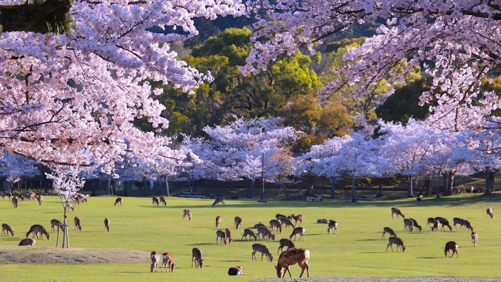 7-day Japan Itinerary Nara Park