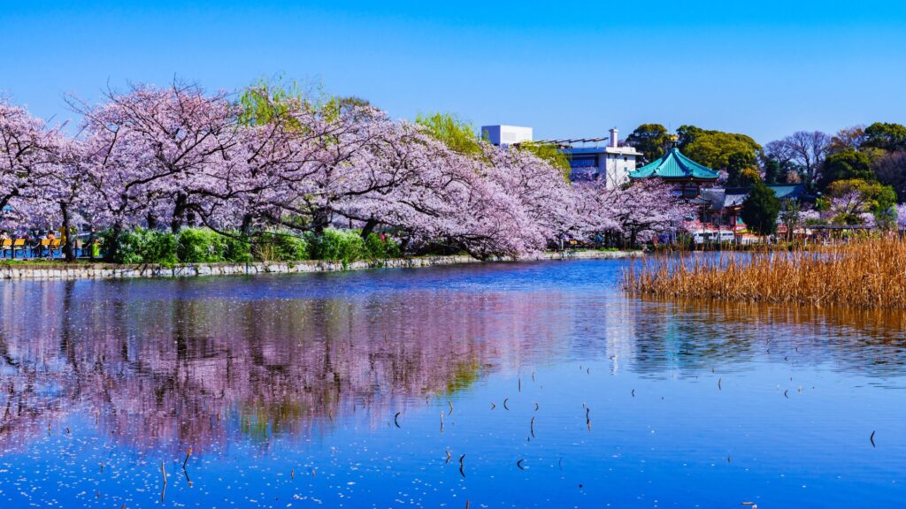 7-day Japan Itinerary Ueno Park