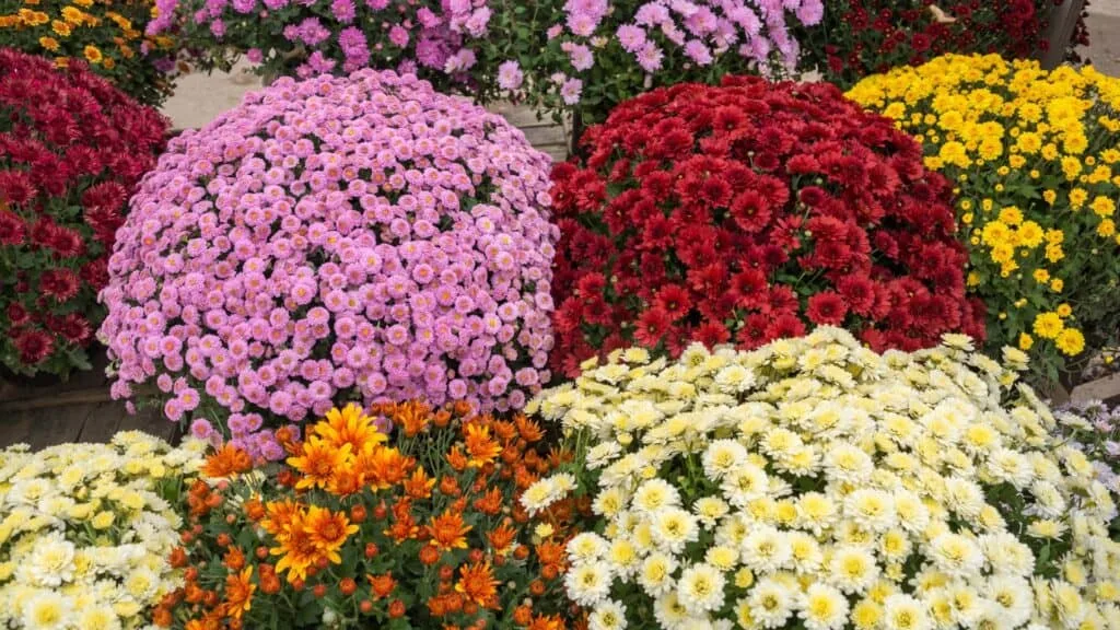 Chou-you-no-Sekku Chrysanthemum matching