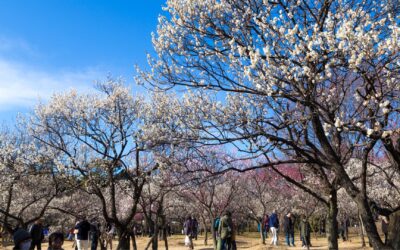 Plum Blossoms in Japan: When and where to see Japanese plum festivals in Tokyo