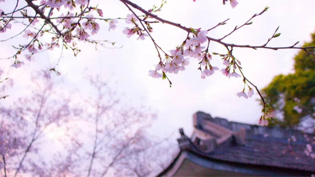 Plum Blossoms in Japan Featured Image
