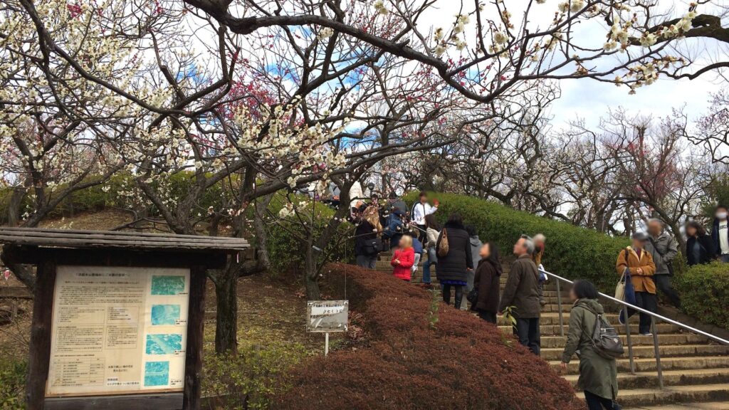 Plum Blossoms in Japan Hanegi