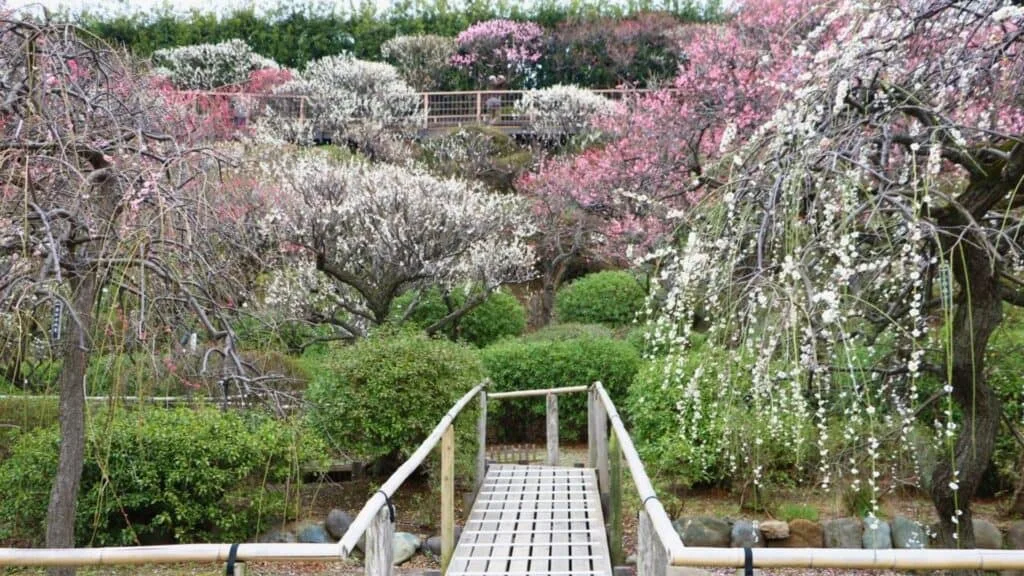 Plum Blossoms in Japan Ikegami Plum Orchard