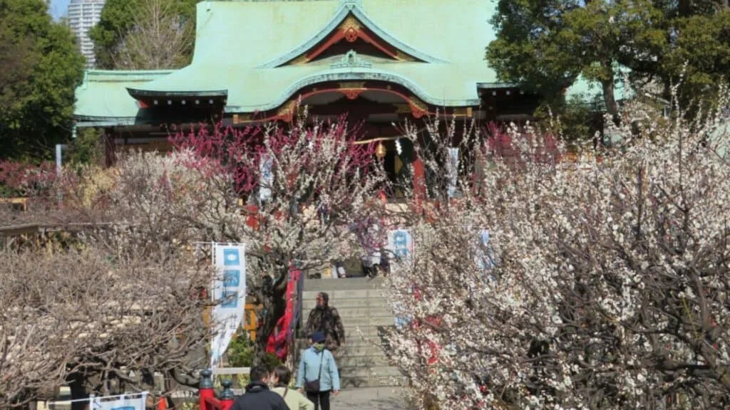 Plum Blossoms in Japan Kameido Tenjinja Shrine