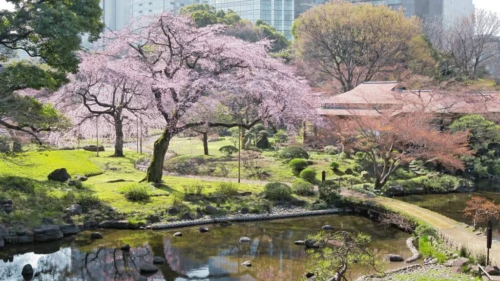 Plum Blossoms in Japan Koishikawa Korakuen