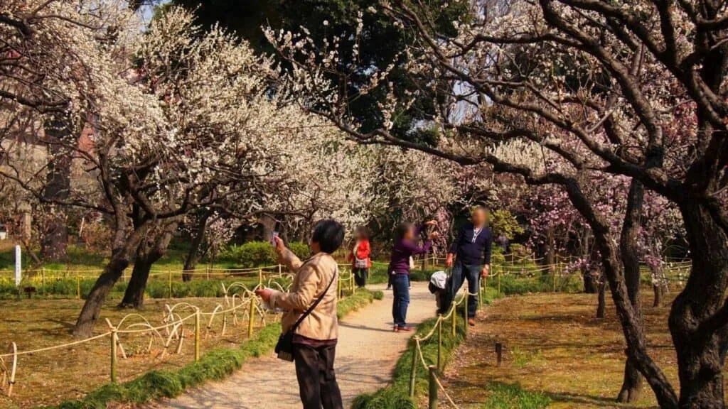 Plum Blossoms in Japan Koishikawa Korakuen Garden