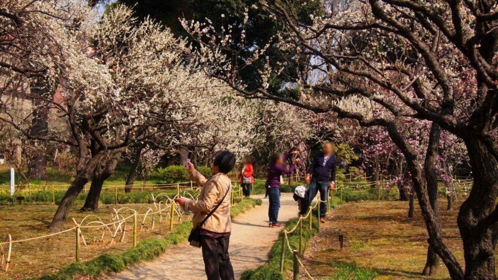 Plum Blossoms In Japan: When And Where To See Japanese Plum Festivals ...