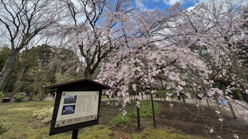 Plum Blossoms in Japan [Komagome] Rikugien