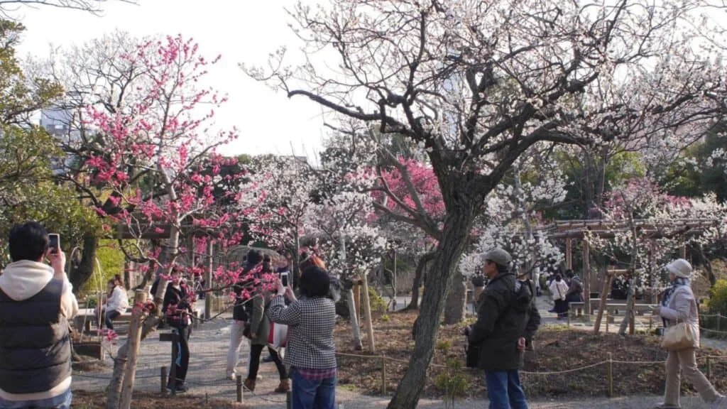 Plum Blossoms in Japan Mukojima Hyakkaen Garden