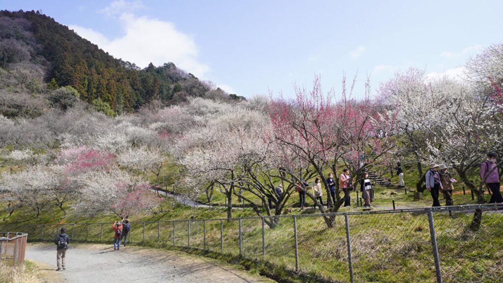 Plum Blossoms in Japan Takao Plum Grove