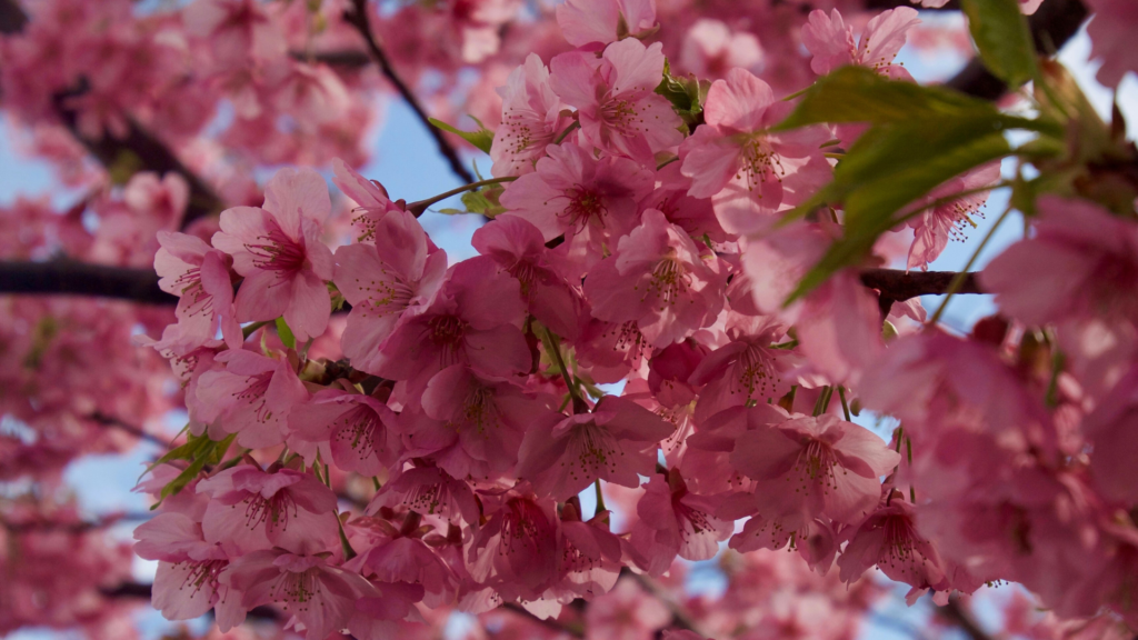 Photo of the Kawazu cherry blossoms in Tokyo