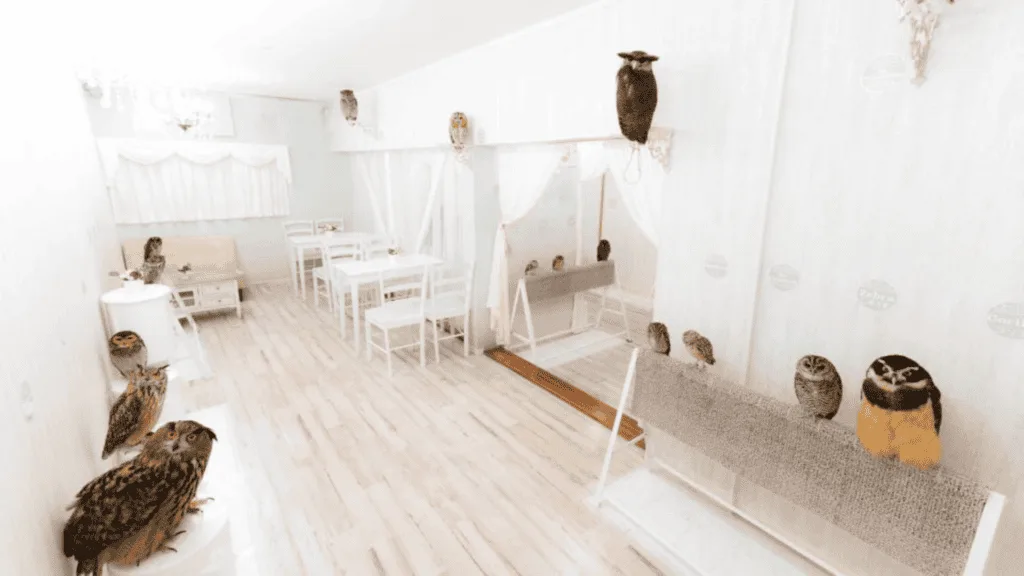 24 Date spots in Tokyo Akiba Barn Owl