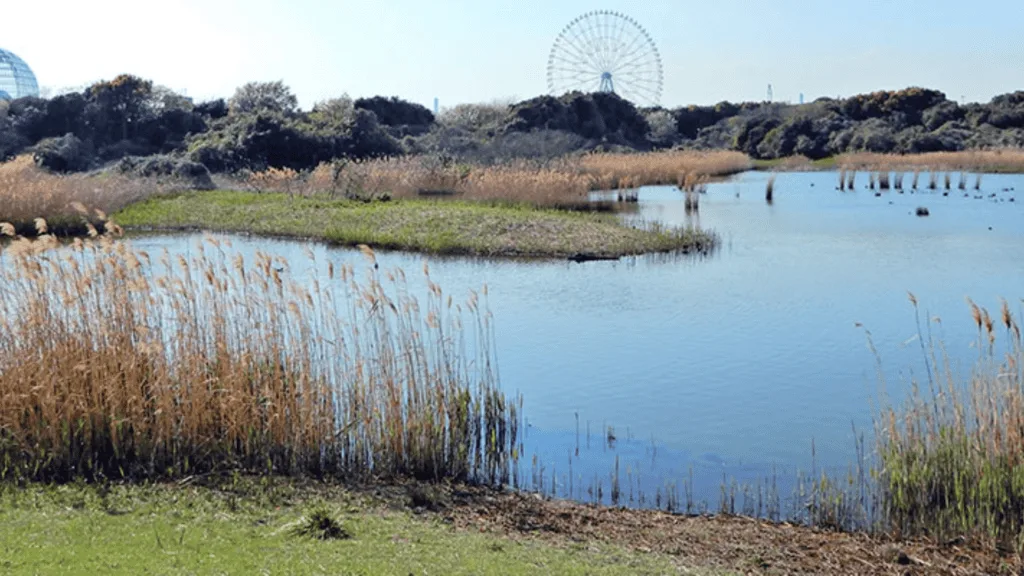 24 Date spots in Tokyo Kasai Rinkai Park
