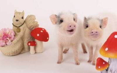 9 Unique Animal Cafes in Japan