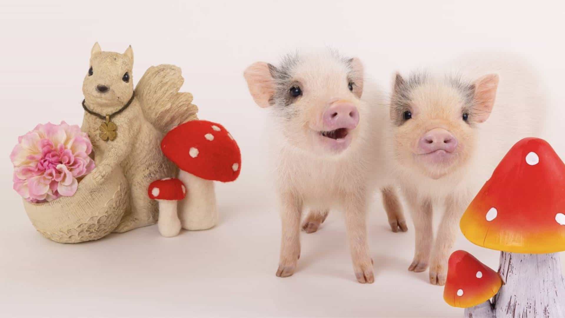 Harajuku Mipig Cafe