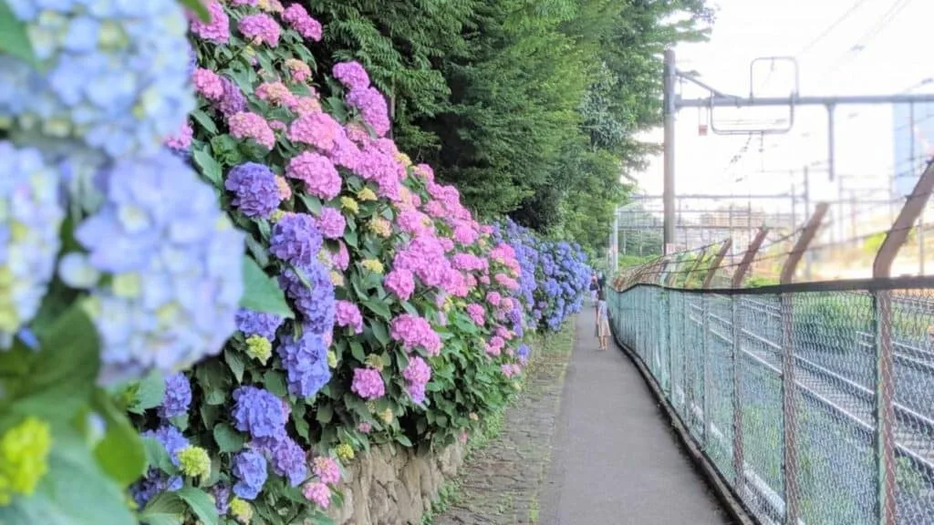 Hydrangea in Tokyo Asukayama Park