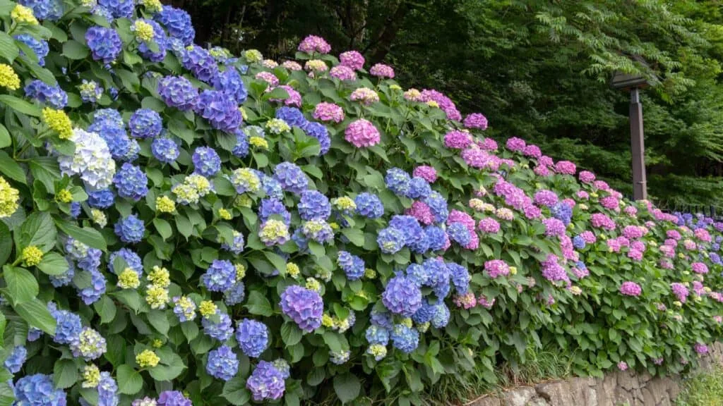 Hydrangea in Tokyo Featured Image