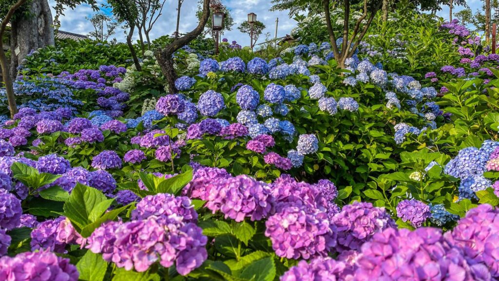 Hydrangea in Tokyo Hakusan Shrine