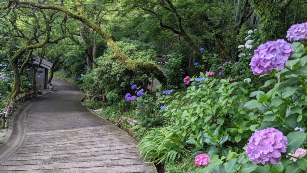 Hydrangea in Tokyo Keio Hyakusoen