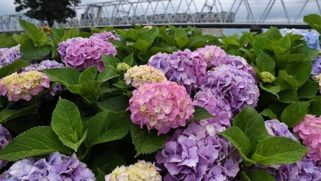 Hydrangea in Tokyo Koiwa Iris Garden