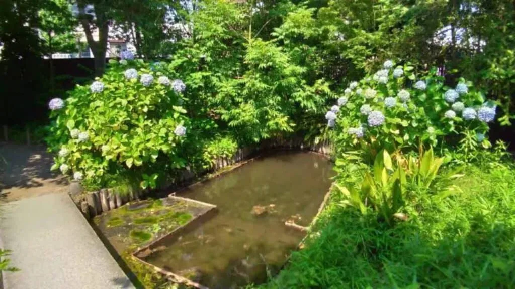 Hydrangea in Tokyo Mukojima Hyakkaen