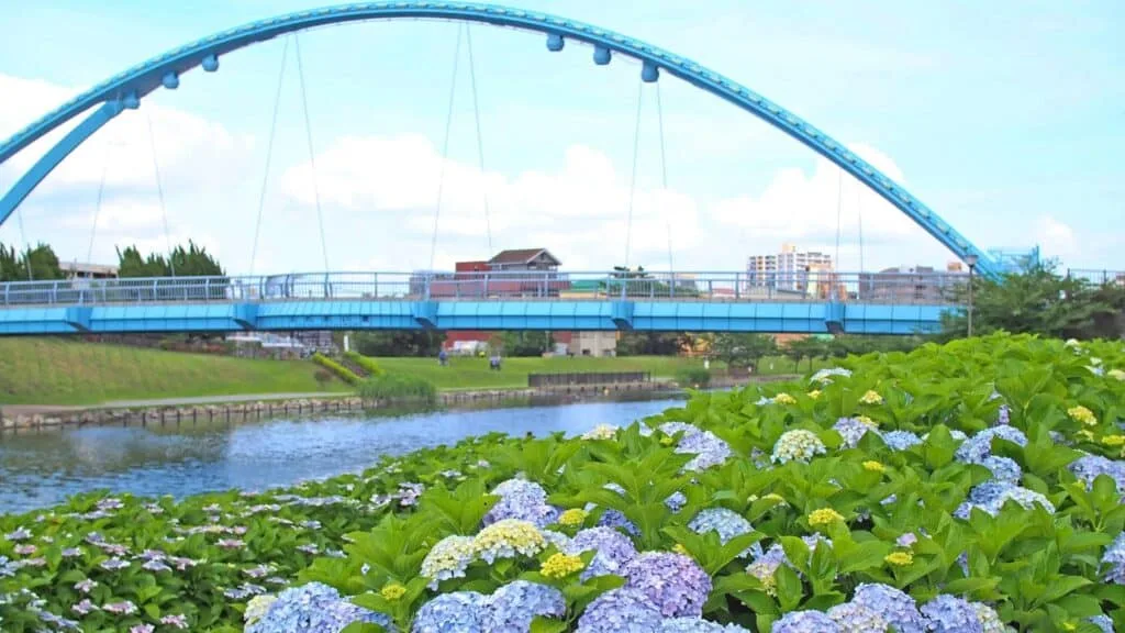 Hydrangea in Tokyo Old Nakagawa River