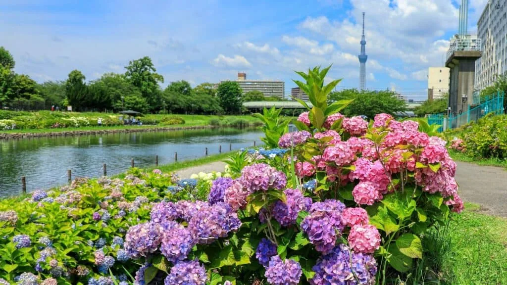 Hydrangea in Tokyo Sumida Park