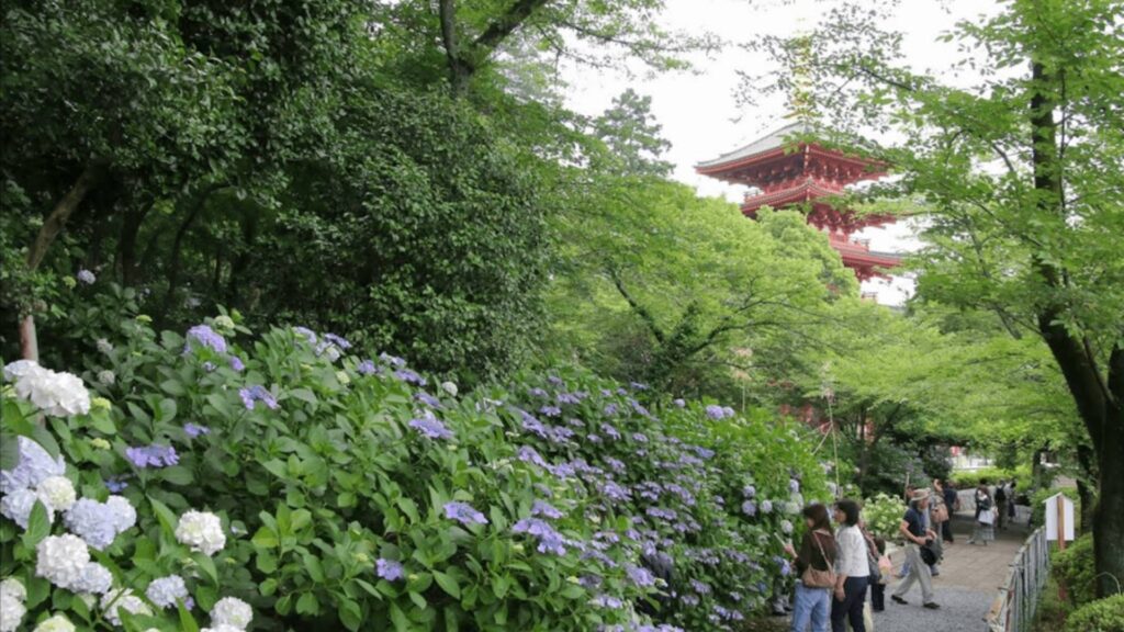 Hydrangea in Tokyo Takahata Fudoson Kongoji Temple