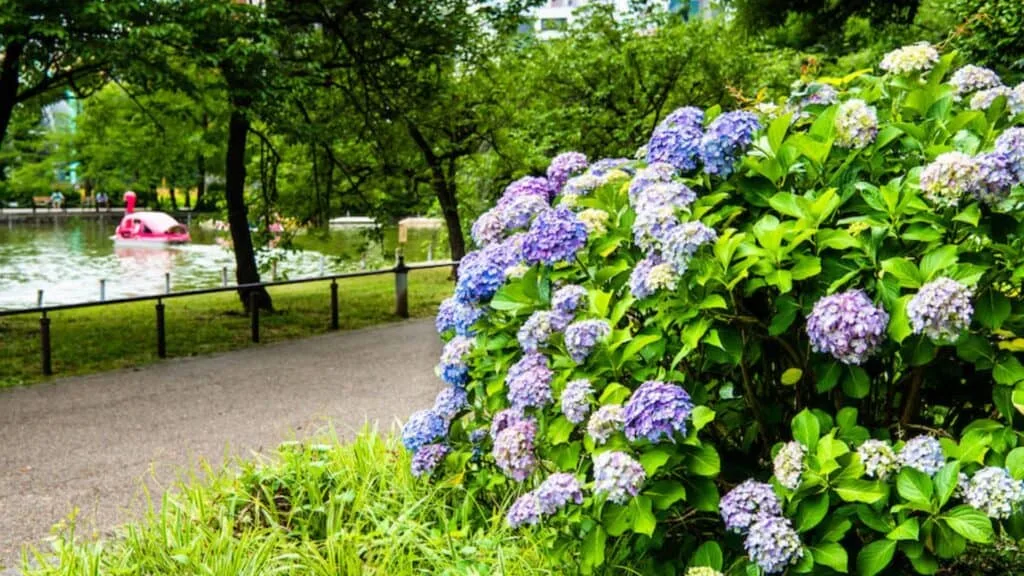 Hydrangea in Tokyo Ueno Onshi Koen