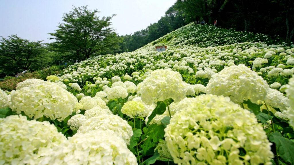 Hydrangea in Tokyo Wandaful Nature Village