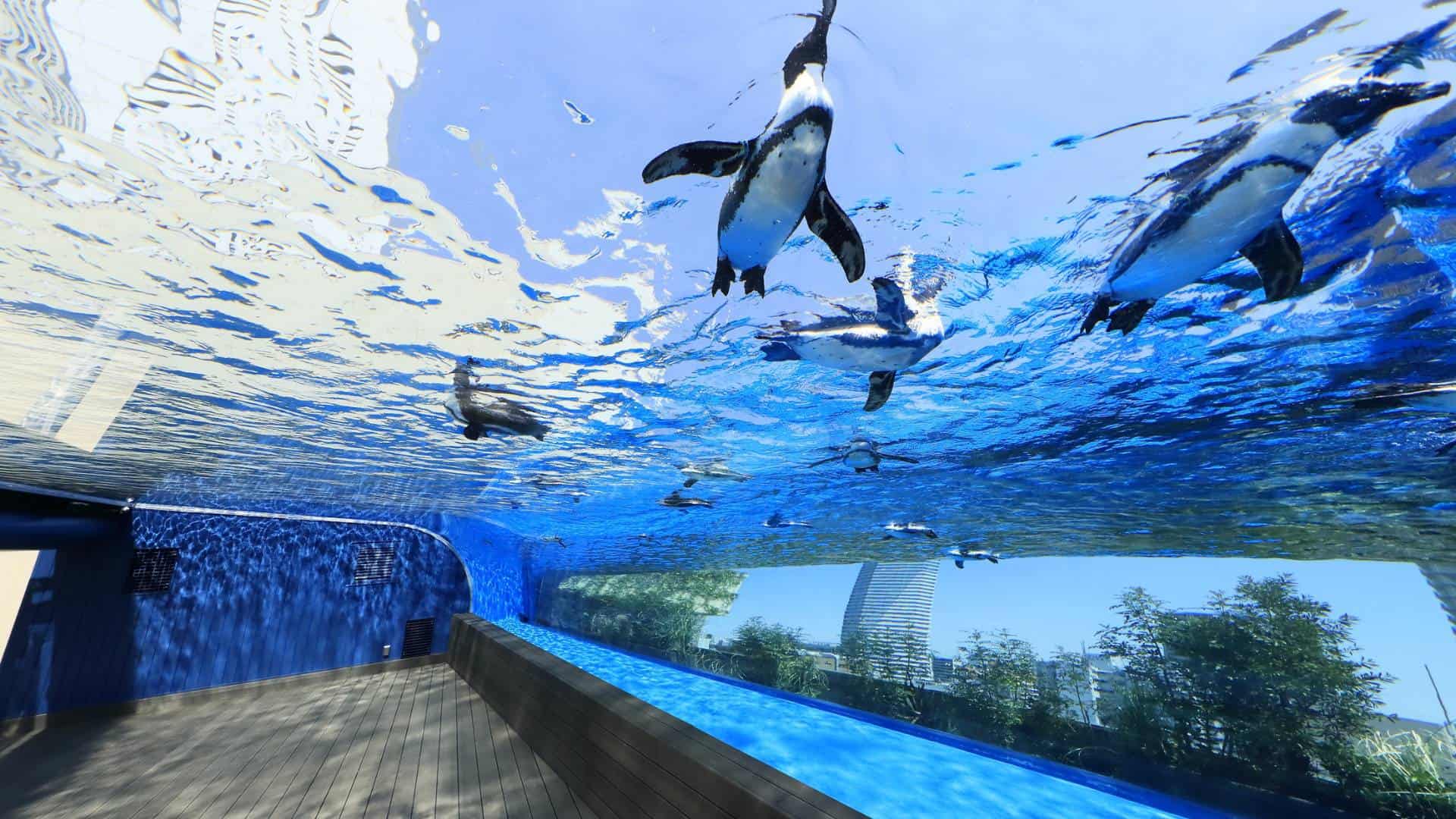 Instagrammable spots in Tokyo Sunshine Aquarium (Ikebukuro)
