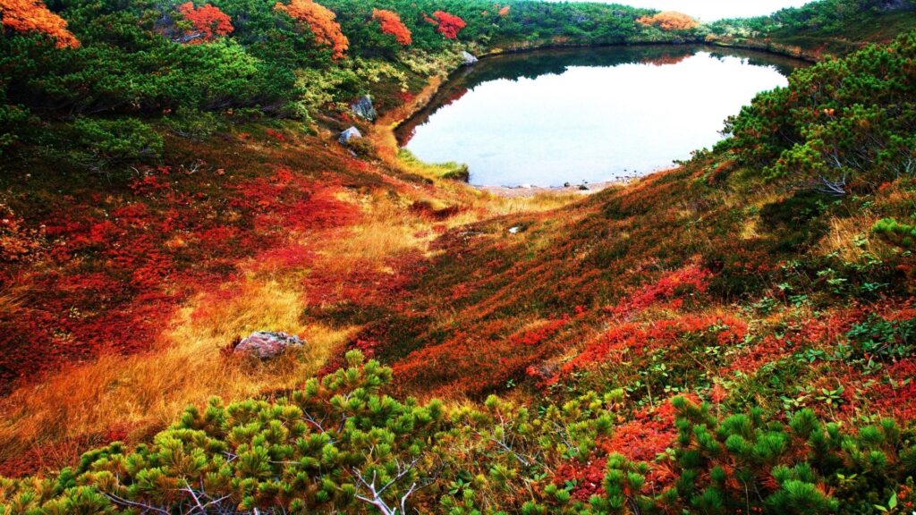 Autumn Leaves in Japan Daisetsuzan