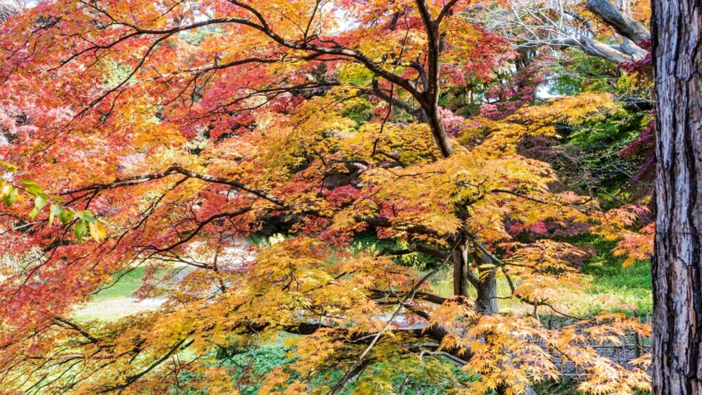 Autumn Leaves in Japan Hirosaki Castle
