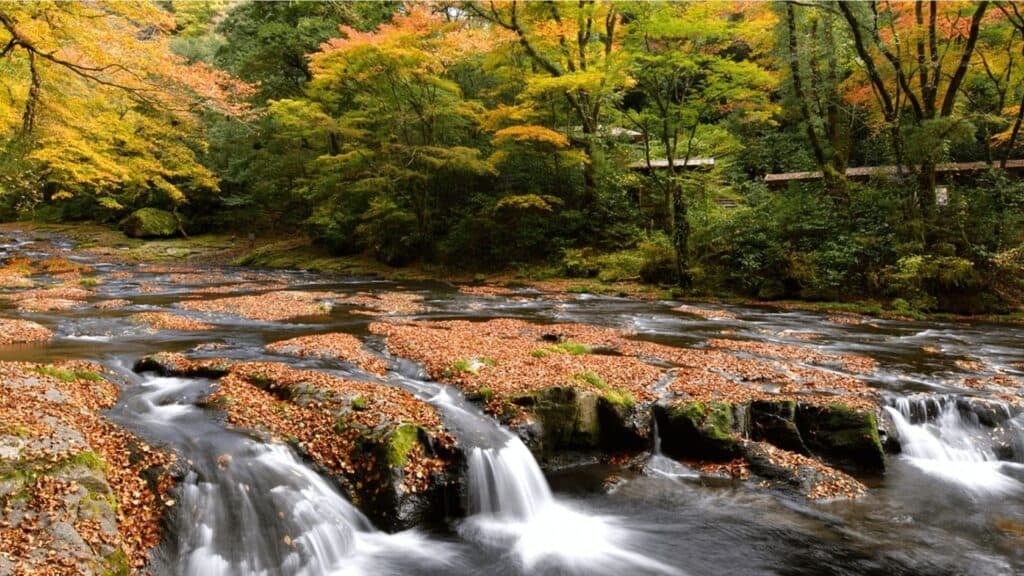 Autumn Leaves in Japan Kikuchi Valley