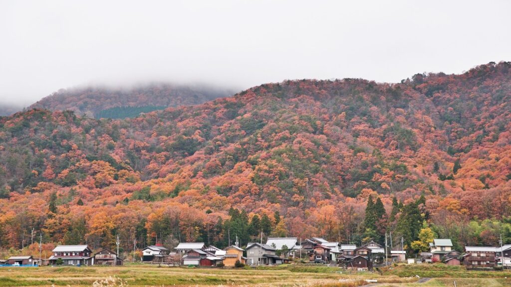 Autumn Leaves in Japan Makino Metasequoia