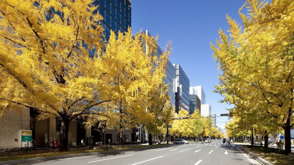 Autumn Leaves in Japan Midosuji Avenue