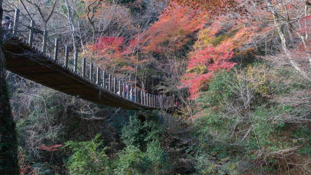 Autumn Leaves in Japan Shiomi Suspension Bridge